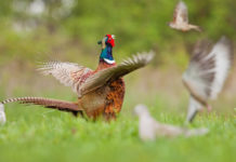 Politica agricola comunitaria 2020, Face: “Ci vogliono ambizioni più alte” Politica agricola comunitaria 2020: un fagiano ad ali aperte circondato da femmine