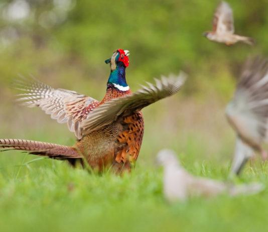 Politica agricola comunitaria 2020, Face: “Ci vogliono ambizioni più alte” Politica agricola comunitaria 2020: un fagiano ad ali aperte circondato da femmine