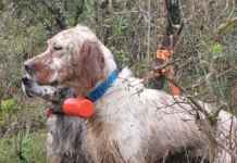 Beccacce che Passione n° 2 2020 vi aspetta in edicola Beccacce che Passione n° 2 2020 in edicola