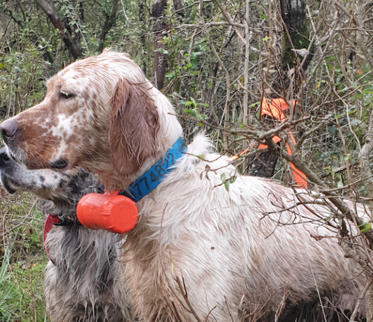 Beccacce che Passione n° 2 2020 vi aspetta in edicola Beccacce che Passione n° 2 2020 in edicola