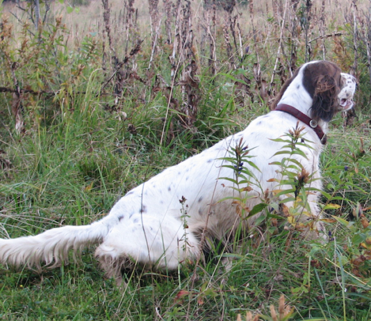 Life Perdix: rivogliamo la “nostra” starna Life Perdix