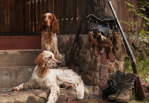 Covid 19: può infettare gli animali domestici? covid 19 e animali domestici