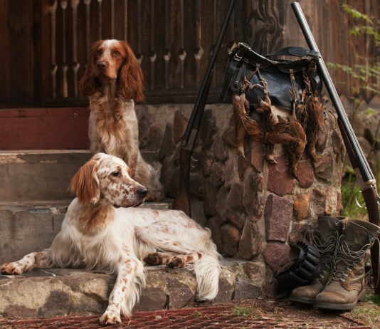 Covid 19: può infettare gli animali domestici? covid 19 e animali domestici