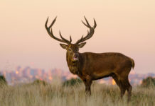 Sospeso censimento dei cervidi in Toscana Sospeso censimento cervidi in Toscana