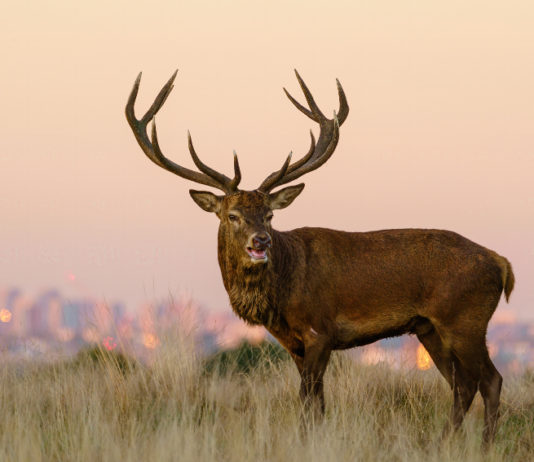 Sospeso censimento dei cervidi in Toscana Sospeso censimento cervidi in Toscana