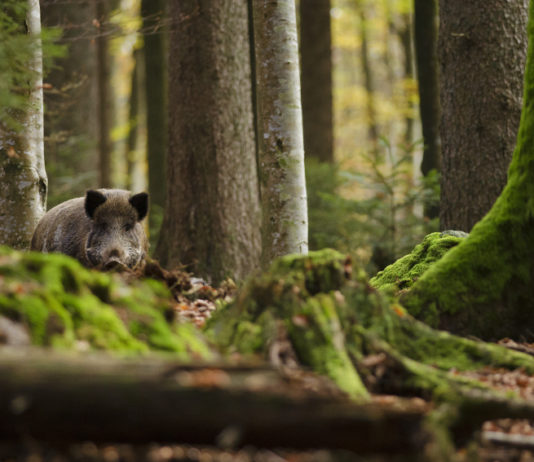 Abilitazione per la caccia collettiva al cinghiale: i corsi online di Federcaccia Brescia Abilitazione per la caccia collettiva al cinghiale: cinghiale nel bosco tra gli alberi