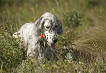 Addestramento cani in Lombardia: la richiesta delle associazioni venatorie Addestramento cani in Lombardia: setter bianco-nero nell'erba