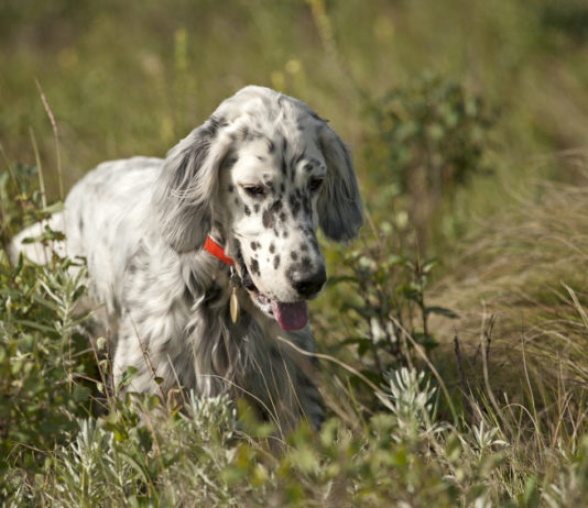 Addestramento cani in Lombardia: la richiesta delle associazioni venatorie Addestramento cani in Lombardia: setter bianco-nero nell'erba
