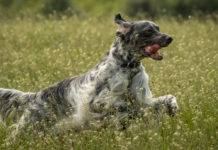 Addestramento cani, la richiesta di Arcicaccia Addestramento cani: setter inglese corre in un prato