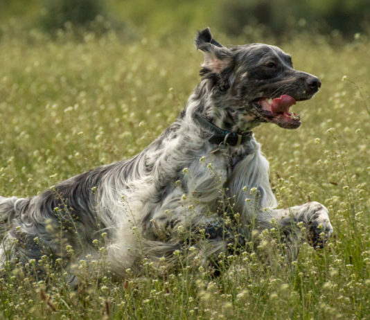Addestramento cani, la richiesta di Arcicaccia Addestramento cani: setter inglese corre in un prato
