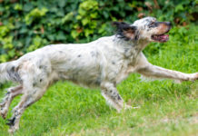 Addestramento cani nella fase 2, Arcicaccia Veneto chiede via libera Addestramento cani nella fase 2: setter bianconero da caccia