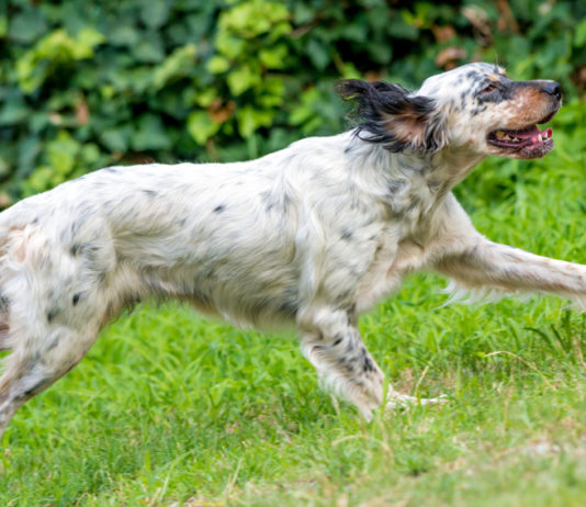 Addestramento cani nella fase 2, Arcicaccia Veneto chiede via libera Addestramento cani nella fase 2: setter bianconero da caccia