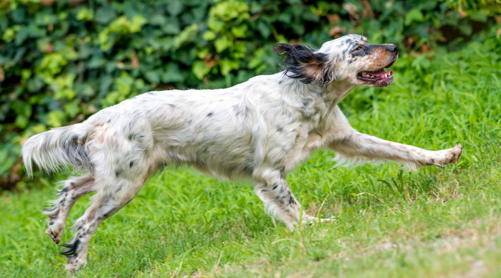 Addestramento cani nella fase 2: setter bianconero da caccia