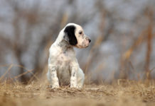 Allevamento di cani: le indicazioni e le mosse di Enci durante l’emergenza sanitaria Allevamento di cani: cucciolo di setter