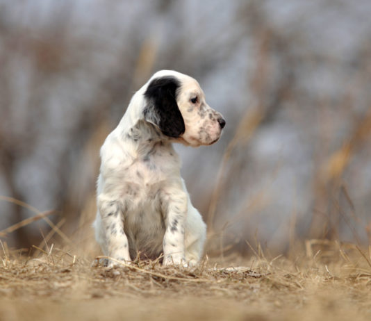 Allevamento di cani: le indicazioni e le mosse di Enci durante l’emergenza sanitaria Allevamento di cani: cucciolo di setter