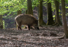Caccia collettiva al cinghiale, da Federcaccia Umbria no alla braccata solo da novembre caccia collettiva al cinghiale: cinghiale nel bosco