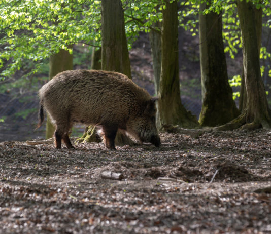 Caccia collettiva al cinghiale, da Federcaccia Umbria no alla braccata solo da novembre caccia collettiva al cinghiale: cinghiale nel bosco