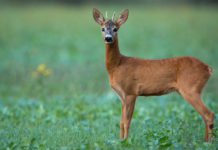 Caccia di selezione fuori dalla zona assegnata: quali rischi? La sentenza della Cassazione Caccia di selezione fuori dalla zona assegnata: capriolo in un prato