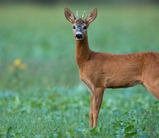 Caccia di selezione fuori dalla zona assegnata: quali rischi? La sentenza della Cassazione Caccia di selezione fuori dalla zona assegnata: capriolo in un prato