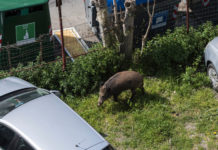 Cinghiali in città, l’allarme di Coldiretti Cinghiali in città: cinghiale cerca cibo tra le macchine a Genova, emergenza sanitaria coronavirus Covid-19