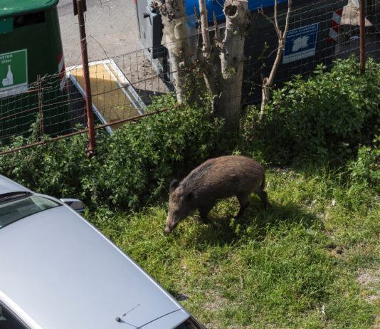 Cinghiali in città, l’allarme di Coldiretti Cinghiali in città: cinghiale cerca cibo tra le macchine a Genova, emergenza sanitaria coronavirus Covid-19