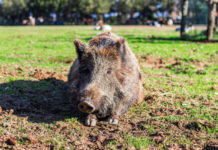 Controllo faunistico in Toscana: ecco la nuova ordinanza