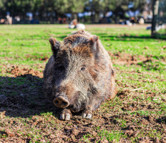 Controllo faunistico in Toscana: ecco la nuova ordinanza