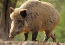Controllo faunistico operativo, il sollievo di Coldiretti Veneto Controllo faunistico: cinghiale in primo piano