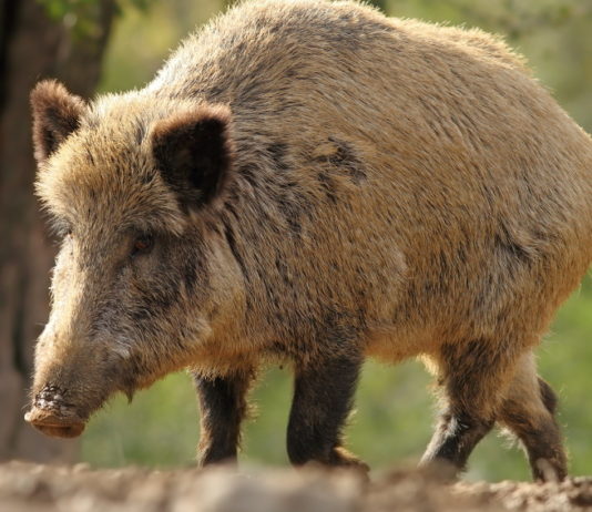 Controllo faunistico operativo, il sollievo di Coldiretti Veneto Controllo faunistico: cinghiale in primo piano