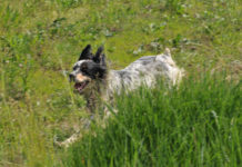 Addestramento cani, controllo e selezione: le richieste della Cabina di regia Marche Addestramento cani controllo caccia di selezione
