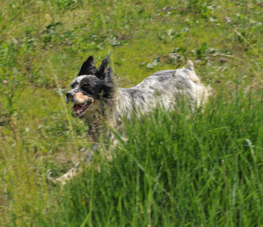 Addestramento cani, controllo e selezione: le richieste della Cabina di regia Marche Addestramento cani controllo caccia di selezione