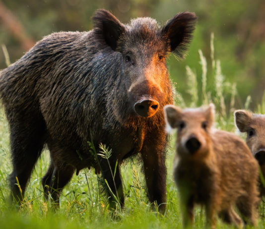 Danni da ungulati, Città metropolitana di Firenze riattiva 388 interventi Danni da ungulati: cinghiale con piccoli