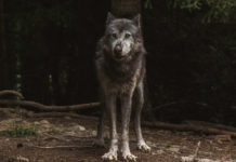 Lupo in strada a Sesto Fiorentino, le indicazioni della Protezione civile Lupo in strada a Sesto Fiorentino, le indicazioni della Protezione civile