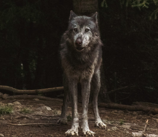 Lupo in strada a Sesto Fiorentino, le indicazioni della Protezione civile Lupo in strada a Sesto Fiorentino, le indicazioni della Protezione civile