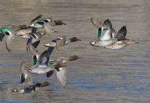 Migrazione prenuziale e telemetria satellitare: lo studio di Università di Pisa e Federcaccia Migrazione prenuziale e telemetria satellitare: alzavole in volo