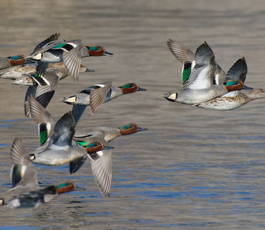 Migrazione prenuziale e telemetria satellitare: lo studio di Università di Pisa e Federcaccia Migrazione prenuziale e telemetria satellitare: alzavole in volo