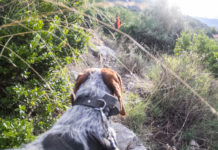 Più tempo per iscriversi agli Atc pugliesi iscriversi agli Atc pugliesi: cane da caccia visto da dietro, in lontananza cacciatore in alta visibilità