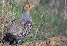 Reintroduzione della starna italica: i primi 200 passi Reintroduzione della starna italica i primi 200 passi