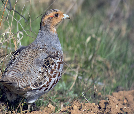 Reintroduzione della starna italica: i primi 200 passi Reintroduzione della starna italica i primi 200 passi