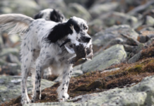 Caccia alla tipica alpina: una caccia per pochi caccia alla tipica alpina