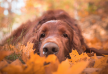 Sars-CoV-2: cani e gatti possono contagiarci? sars cov 2 cani gatti