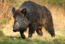 Tra controllo faunistico e caccia come strumento di gestione: la nota di Federcaccia sull’ordinanza toscana caccia come strumento di gestione: cinghiale in un prato