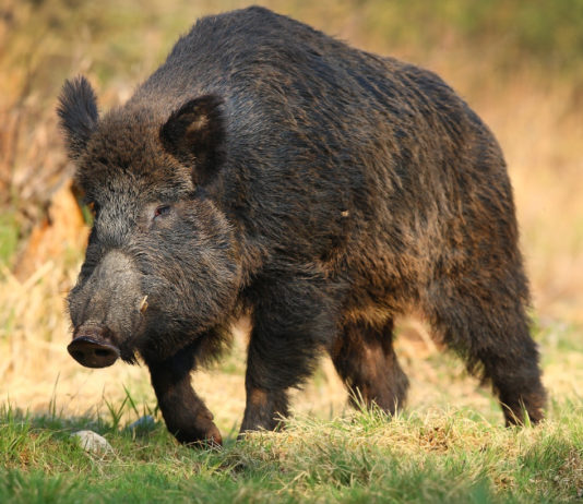 Tra controllo faunistico e caccia come strumento di gestione: la nota di Federcaccia sull’ordinanza toscana caccia come strumento di gestione: cinghiale in un prato