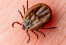 Zecche a caccia: attenzione alla malattia di Lyme Zecche a caccia