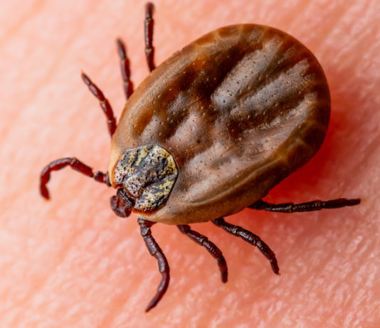 Zecche a caccia: attenzione alla malattia di Lyme Zecche a caccia