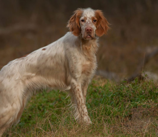 Addestramento cani, ecco anche Piemonte e Umbria Addestramento cani: setter inglese bianco arancio di profilo