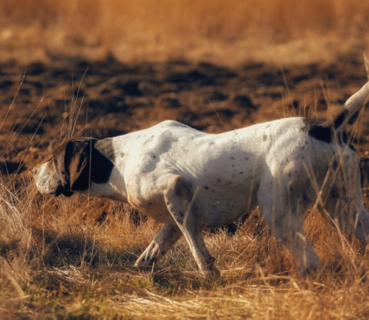 Addestramento cani, ok anche in Puglia – Flash Addestramento cani: pointer a caccia