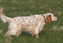 Addestramento cani, si riparte Addestramento cani: setter inglese biancoarancio punta
