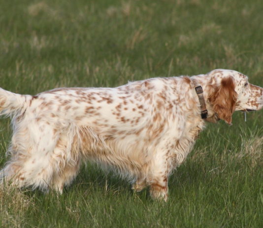 Addestramento cani, si riparte Addestramento cani: setter inglese biancoarancio punta