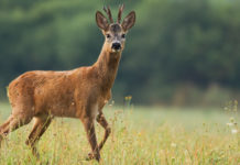 Caccia di selezione al capriolo: la Toscana decide date e piani caccia di selezione al capriolo